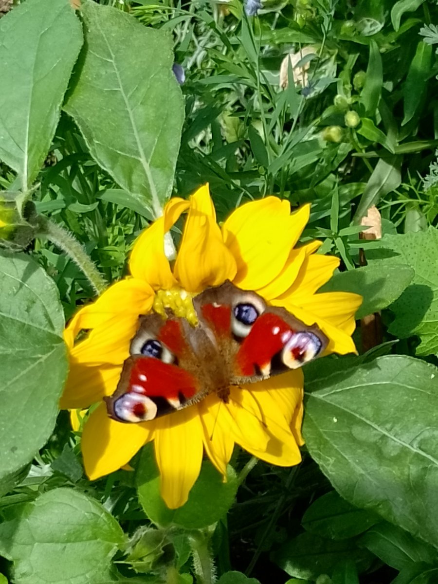 BuffbayB's tweet image. Hope you're all taking time to enjoy your garden. Whilst eating breakfast this morning, I watched this Peacock butterfly see off several others before returning to sun herself. Made me smile 🌞
Blessings.