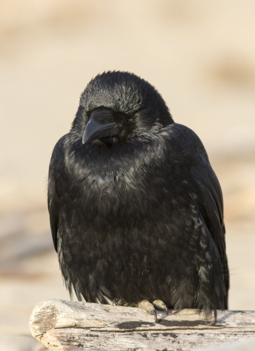 目を閉じている鳥たち