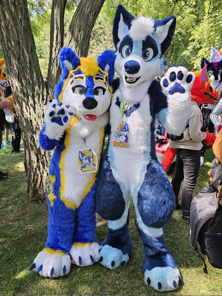 ImprezaTheWolf's tweet photo. Happy #FursuitFriday everyone!! 💙💛✨️
Feat.: @RokajTheHusky
#furry #furryouting #furryczsk #furries #furryczech #furrycz #originalcharacter #mascot #cosplay #Fursuiters #fursuiting #furmeet #furrymeet #furrymeetup #Prague #praha #czechrepublic #pragfur https://t.co/EATIAjRn13