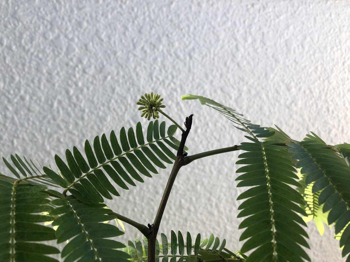 yoichi_yoi_yoi's tweet image. 帰宅したらめっちゃ咲いてた✨🌼
1.朝、2.夜、3.朝、4.夜
先日の双子3組の蕾はすでに咲いた後💦
開花期間は短く長くても4日程度…
分かりやすい蕾は3つ、出来立ての蕾が1つ✨
開花待ってるよ〜🌼🌼🌼😊
#観葉植物
#エバーフレッシュ