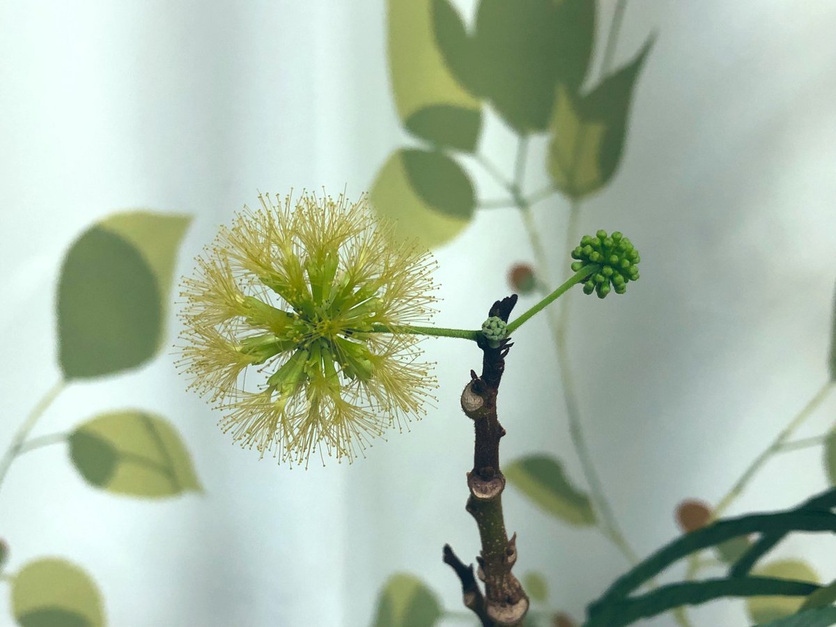 yoichi_yoi_yoi's tweet image. 帰宅したらめっちゃ咲いてた✨🌼
1.朝、2.夜、3.朝、4.夜
先日の双子3組の蕾はすでに咲いた後💦
開花期間は短く長くても4日程度…
分かりやすい蕾は3つ、出来立ての蕾が1つ✨
開花待ってるよ〜🌼🌼🌼😊
#観葉植物
#エバーフレッシュ