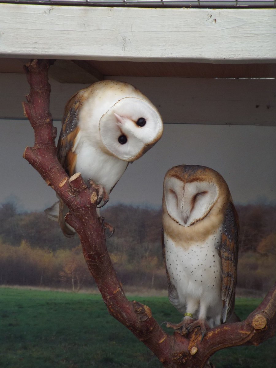 This weekend visit the Butterflies, Make friends with an Owl &amp; ride the Sunday Miniature Railway. View the new exhibition in the Stables Gallery, walk the grounds and have a cuppa in the café. bit.ly/3YaFwJ9  <a href="/whatsoninbexley/">LB Bexley</a> <a href="/dartfordliving/">Dartford Living</a>