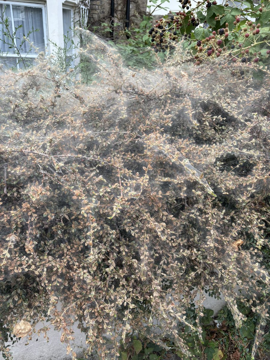 jsdhenderson's tweet image. Is this spider web all over this plant, or? 🤔