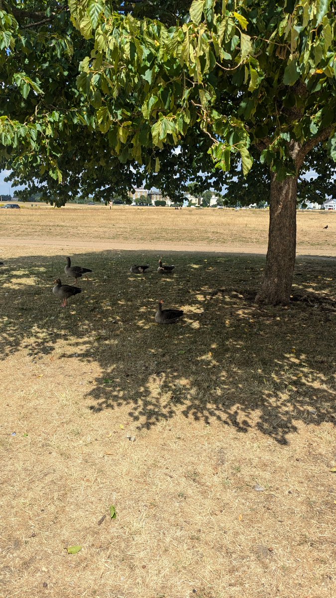 Blackheath and Greenwich looking more like a Savanna than a Common and Park on this hot London day! But #GreenInfrastructure providing "more than human' urban cooling benefits and interesting to see drought resistance of non-cut vs cut!
