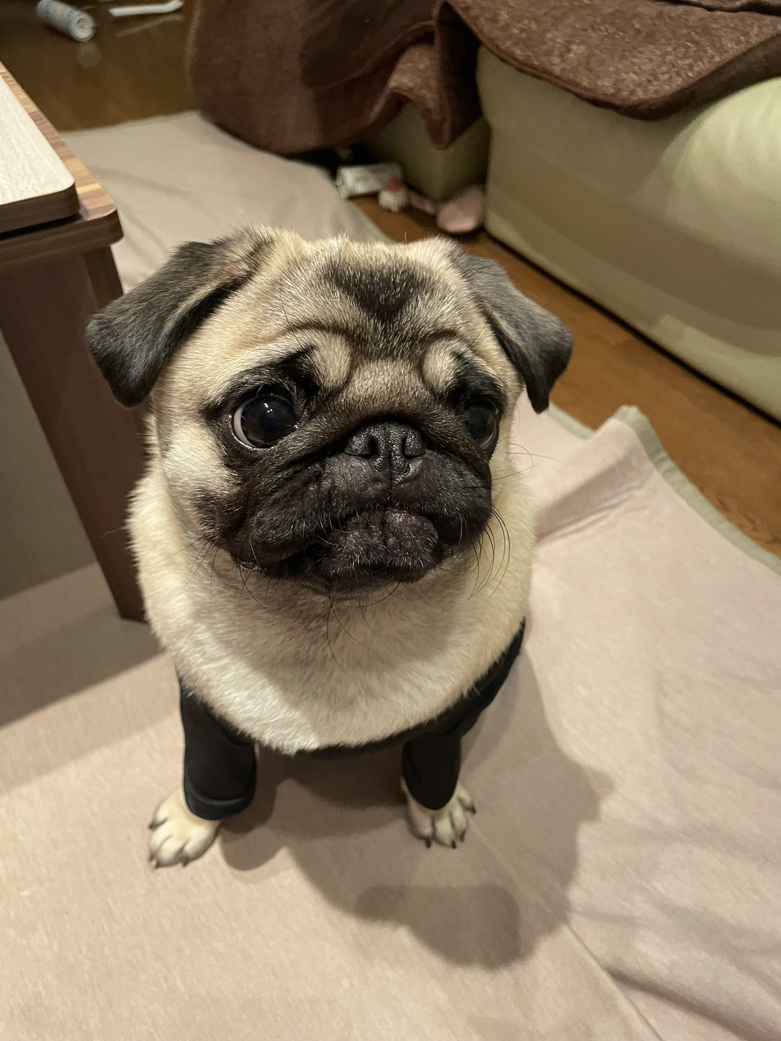 1/6 パグ Pug 犬 「おやすみモード」 うつ伏せ 仰向け 2種 ＆ ベッド パグのうに on X: 