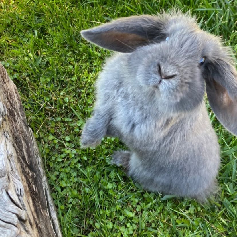 Soft fur, quiet grass, a moment of gaze. Who said that gentleness can't shine?