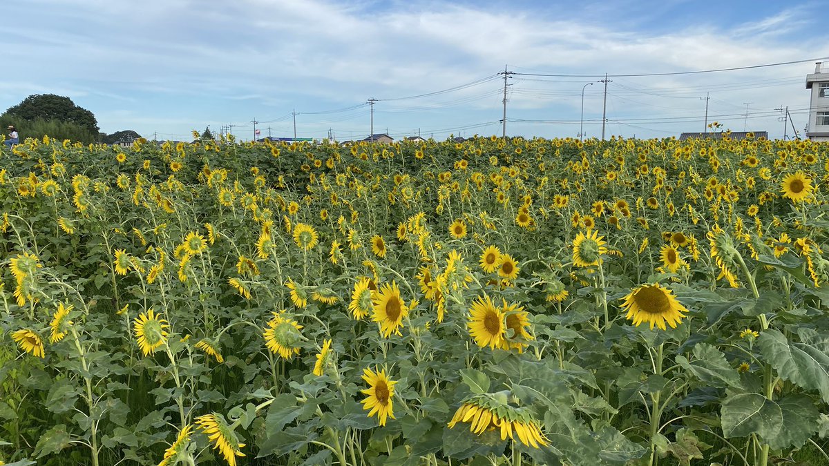 tomatopocket's tweet photo. 田んぼアート から ひまわり🌻 迷路 https://t.co/gKN5dpAuQg