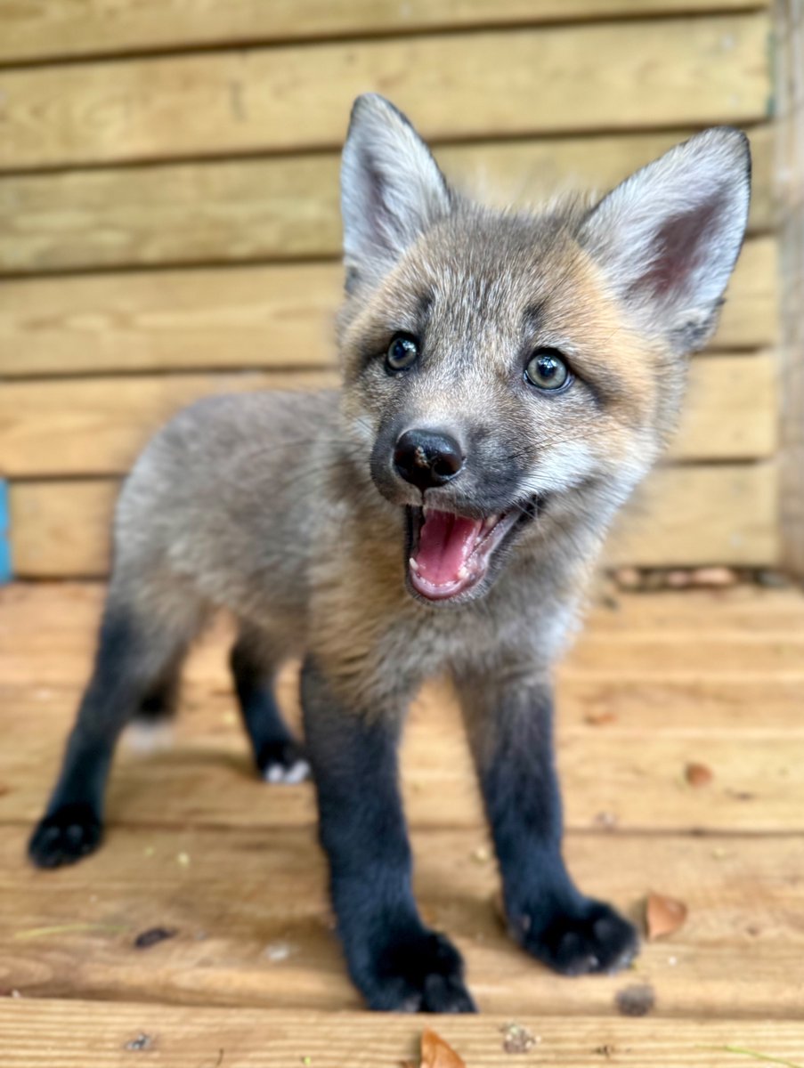 MarcBekoff's tweet image. Revitalizing the Emotional Lives of Deeply Traumatized Foxes
Helping otherwise playful foxes recover from physical and psychological harm by adding joy to their lives can foster trust, resilience, and hope that is good for them and for us.
psychologytoday.com/ca/blog/animal…