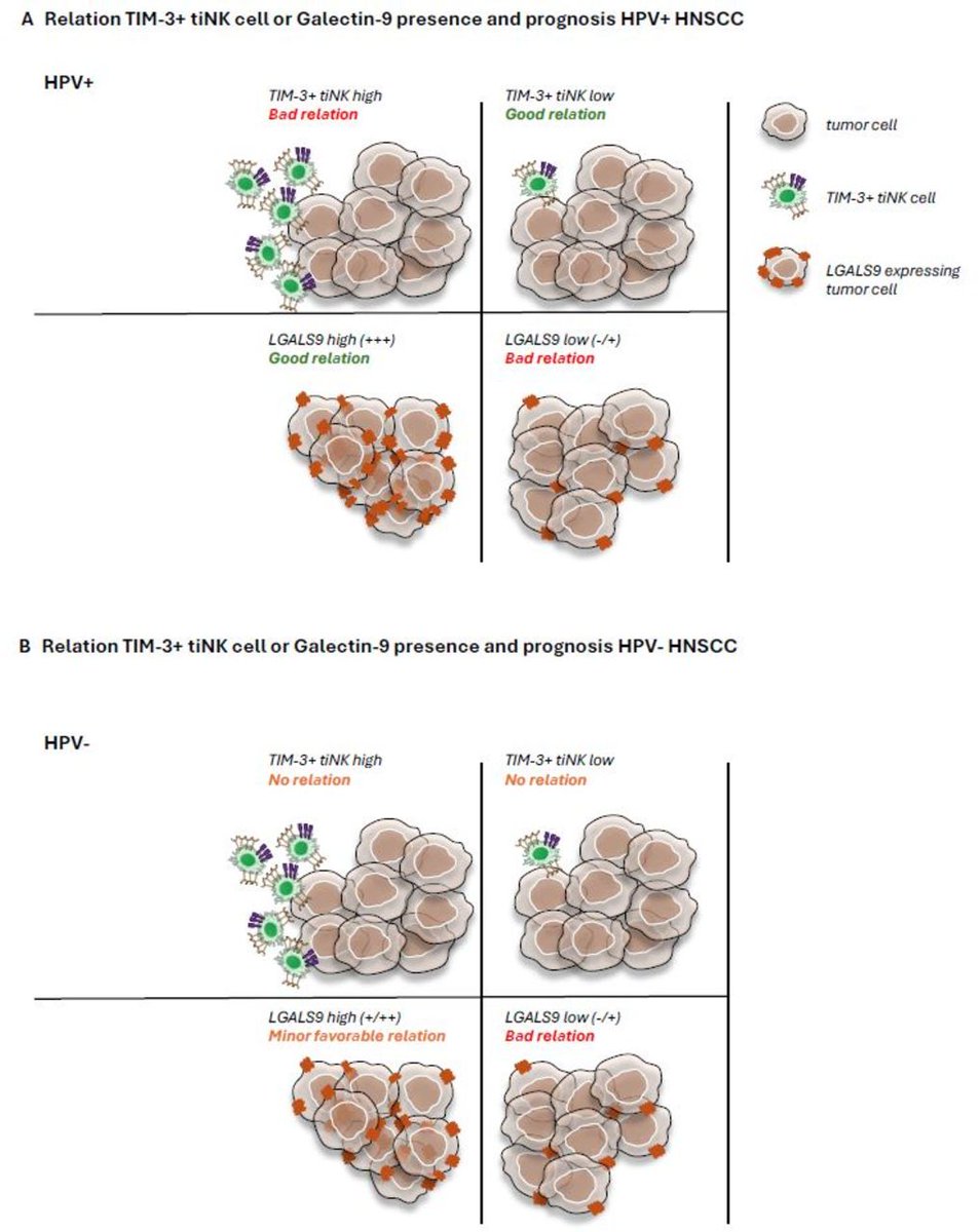 New #JITC commentary: Commentary on differential impact of TIM-3 ligands on NK cell function bit.ly/4kEJNg3