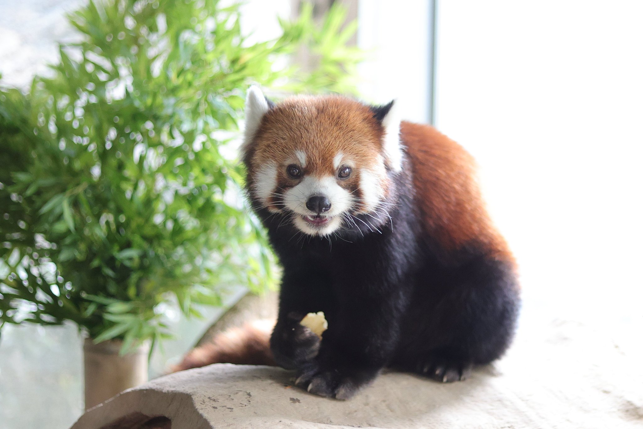 レッサーパンダ様 碧 on X: 