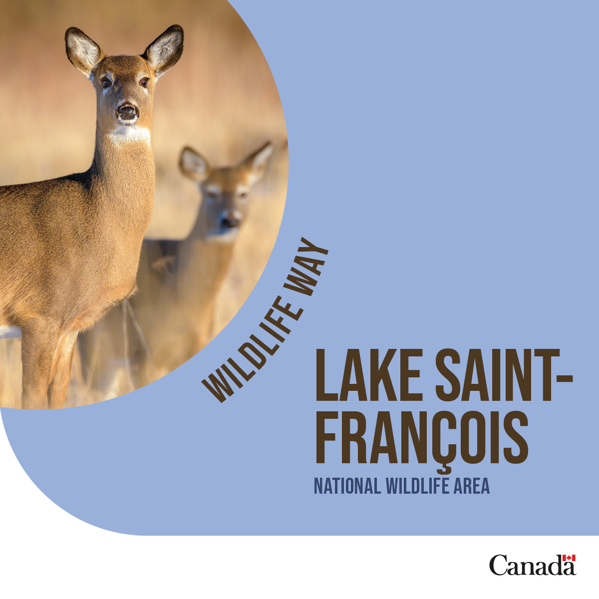 environmentca's tweet image. Come see us at the Cap Tourmente or Lake Saint-François #NationalWildlifeArea (NWA) if you are planning a trip in Quebec— Outdoor fun awaits everyone!
Discover our NWAs: ow.ly/UNtO50WrjX8
#ProtectNature