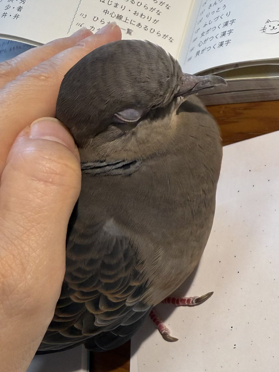とうとう
なでて
もらった

 #キジバト