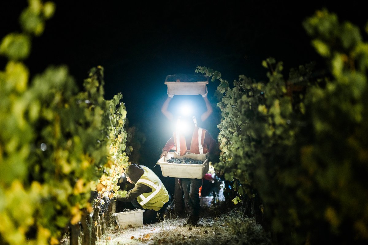 RuthsChris_WIL's tweet photo. Discover Merryvale Wines – Join Us for a Special Dinner Event

Thursday, July 24th
$125 Per Person https://t.co/9vrimPP90a
