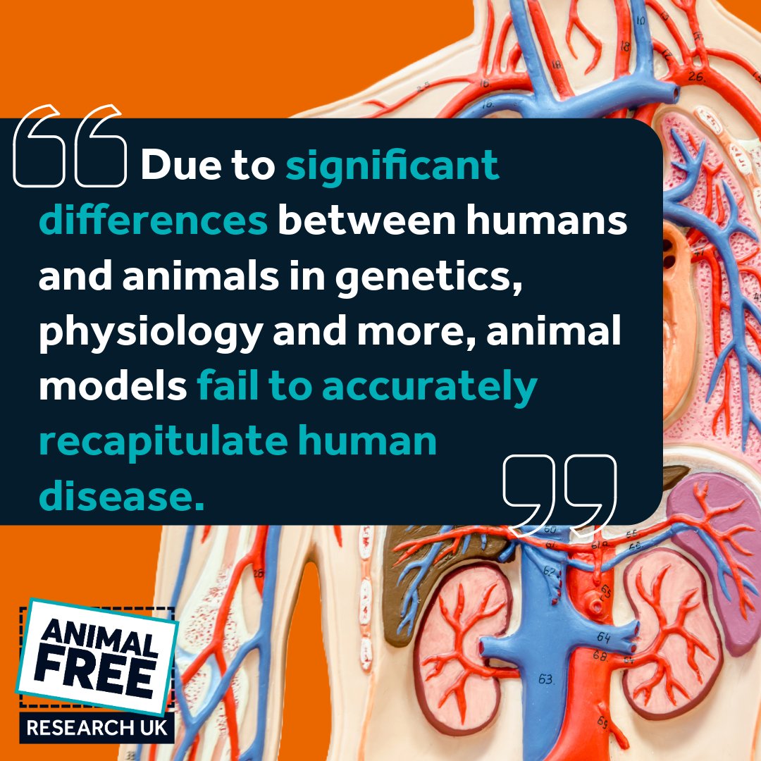AFR_UK's tweet image. 🚨 Hot off the press! A new paper by Dr Lauren Hope & Dr Jarrod Bailey reveals why 92% of drugs that pass animal tests fail in humans — and calls for urgent investment in human-specific research.
Read more: journals.sagepub.com/doi/10.1177/02…
#KinderScience #BrighterFuture