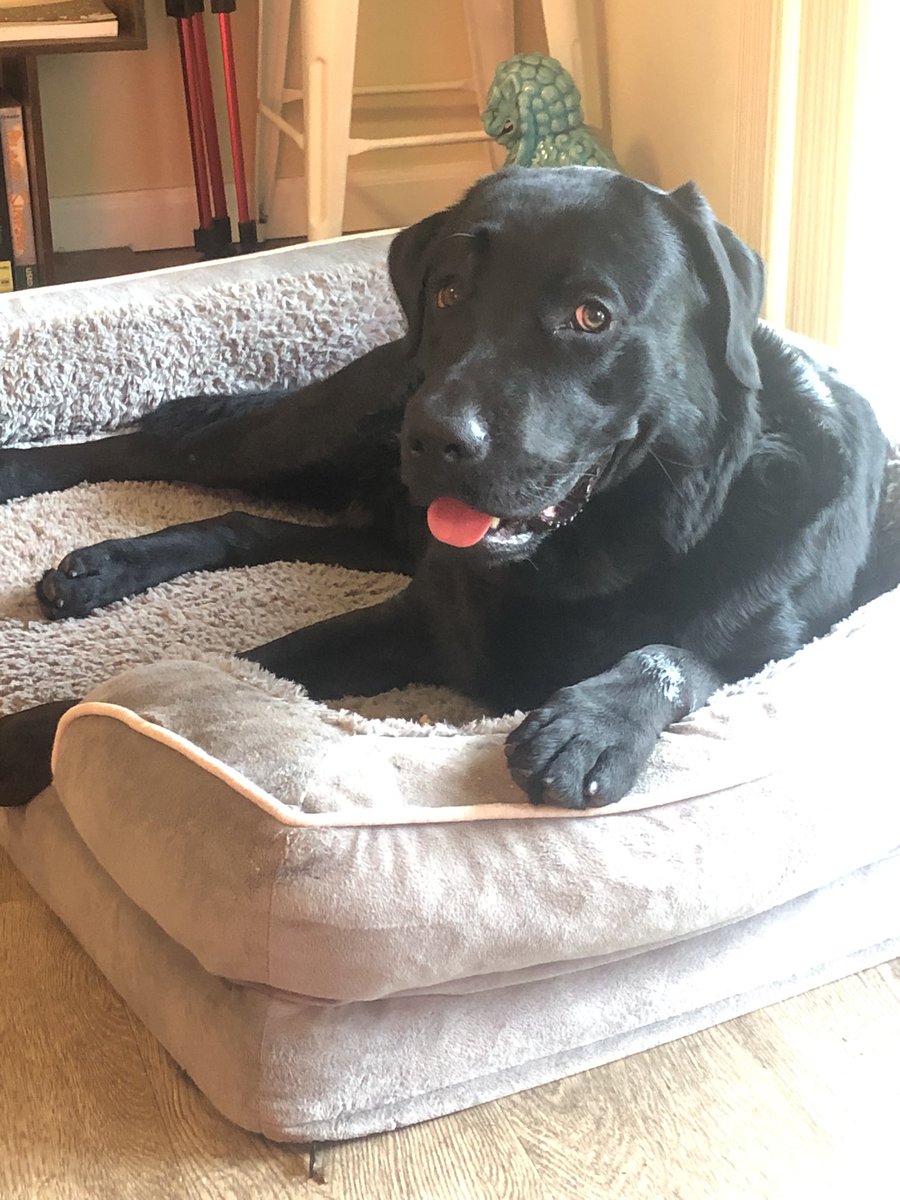 yarrs's tweet image. Florida Friends w dogs, help!
My sweet little BitZ is getting bit by something that is not repelled by his flea and tick collar or his essential oil bug spray.
He doesn’t have fleas, I have combed him and bathed him frequently and can’t find any.
Do you have ideas what could…
