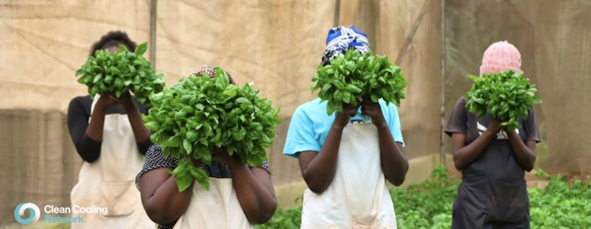 Clean Cooling Network (@cleancoolingorg) on Twitter photo What's going on here? It's "Picture of the week from the CCN Community." Come and find out what these 4 basil growers are up to in Kenya. #Kenyafarming #farmersfirst #africanwomen #agriTech #postharvestmanagement
network.cleancooling.org/news/2734815
<a href="/chrisdebode/">chrisdebode</a> <a href="/CaVaessenVe/">Dr Carol Verheecke-Vaessen 🇬🇧🇫🇷</a> <a href="/Anant_Shukla/">Anant Shukla</a> What's going on here? It's "Picture of the week from the CCN Community." Come and find out what these 4 basil growers are up to in Kenya. #Kenyafarming #farmersfirst #africanwomen #agriTech #postharvestmanagement
network.cleancooling.org/news/2734815
<a href="/chrisdebode/">chrisdebode</a> <a href="/CaVaessenVe/">Dr Carol Verheecke-Vaessen 🇬🇧🇫🇷</a> <a href="/Anant_Shukla/">Anant Shukla</a>