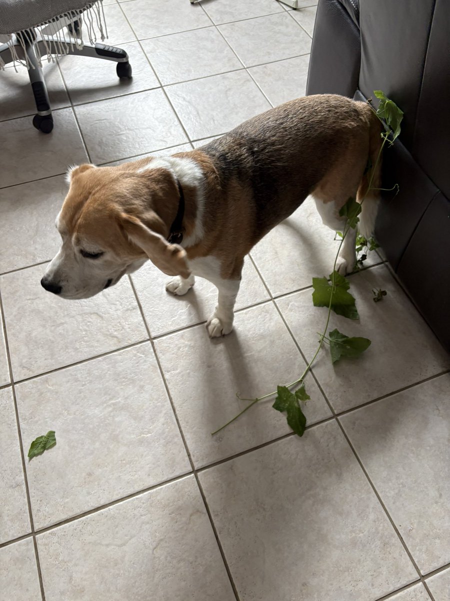 So hot out 🥵 so I brought the outside in 😂 🐾