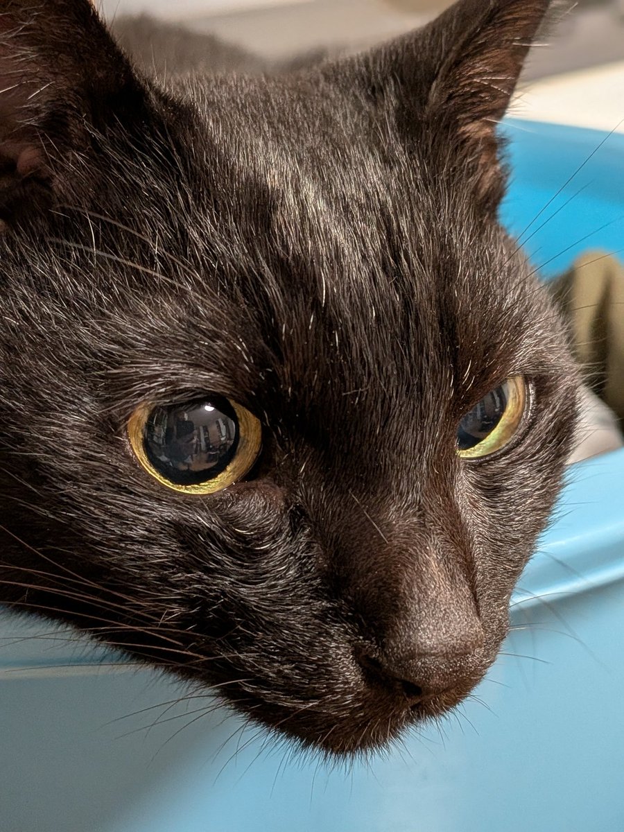 くろねこ Amazon.co.jp: 羊毛フェルト黒猫ちゃん_0810z肉球_ : 文房具