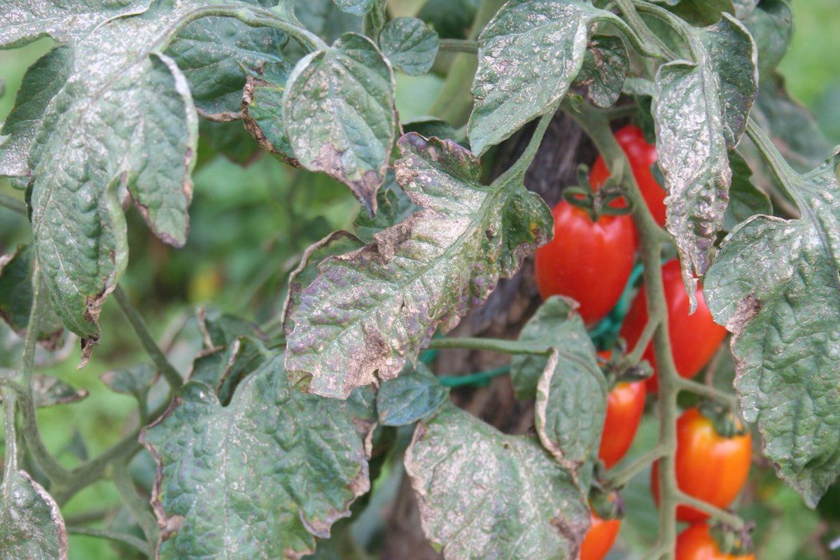 ISU_YardGarden's tweet image. Tomato disease seems to be a common issue this year.
It's too late to treat now, but accurate disease ID is important to prevent disease pressures in the following years. Helping IDing issues here: go.iastate.edu/2T8DNT