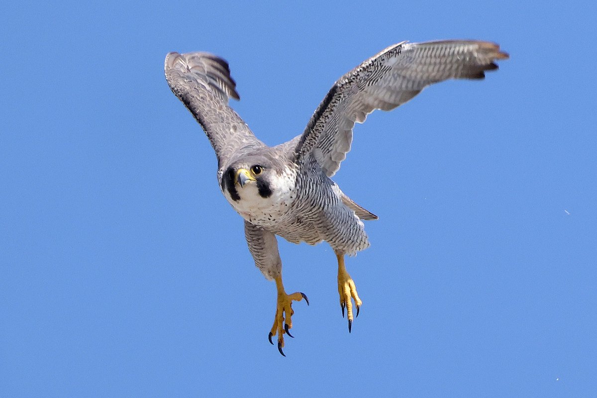A morning with the Peregrines accompanied by an all-star cast of Andy, Rose and Dave, Big Kev, Sh4rpy, Ian Conn, Michael B, Sandra and Kevin and John Cook. Great company.