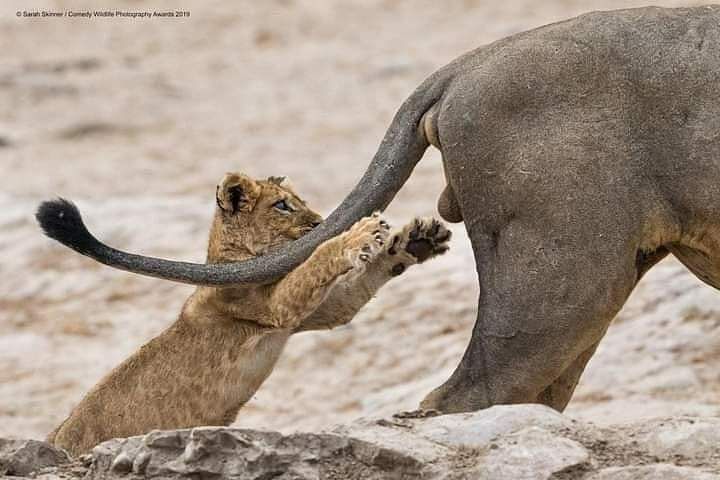 The Immortal (@theimmortal007) on Twitter photo <a href="/AMAZlNGNATURE/">Nature is Amazing тШШя╕П</a> Finalist photos of the photography Comedy Wildlife Awards 2019 <a href="/AMAZlNGNATURE/">Nature is Amazing тШШя╕П</a> Finalist photos of the photography Comedy Wildlife Awards 2019