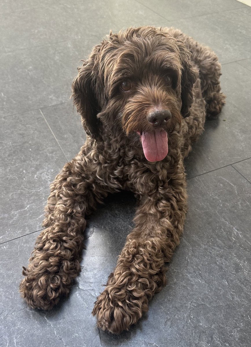 Pals - I just wanted to let know that I left my hoomans on Wednesday afternoon when I went for a final big sleep in my dad’s arms 🌈 They are simply heartbroken but I had the best doodle life with them &amp; I know they loved me more than anything 💔🤎🐾🐾