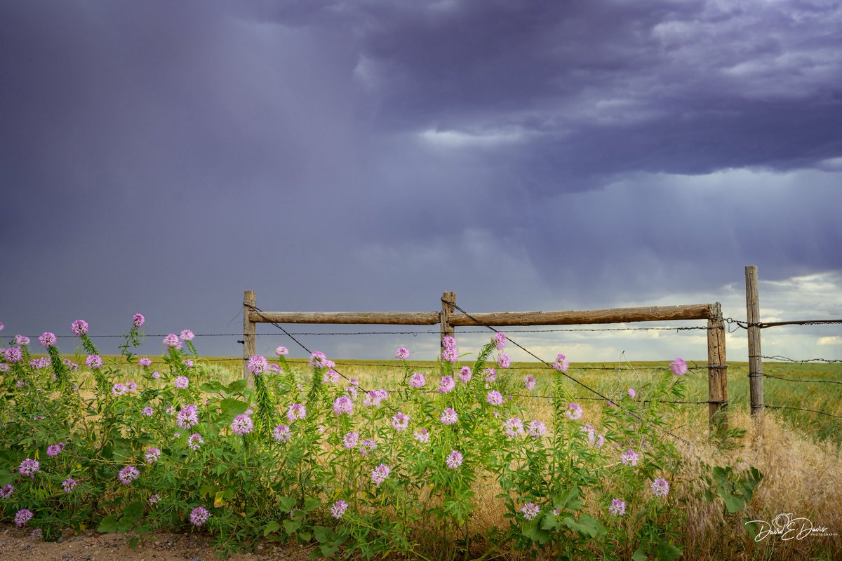BigSkyCaptures's tweet image. Good morning from northern Colorado! ☀️☕️
For Fence Post Friday, here’s a fence guarding a patch of Rocky Mountain Bee Plant from a prairie storm.
May your posts stand tall and your wire stay tight. (Note to self: More coffee before posting.)😊