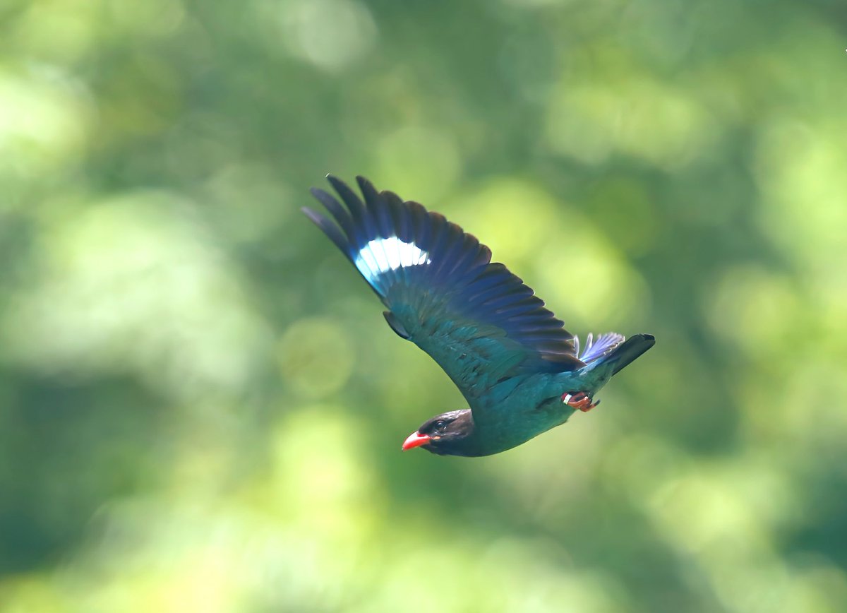 toribaka510's tweet image. 🦚🦜皆さん!おはようございます☀
昨日も沢山のいいね👍リポスト有難う御座いました🙏
本日もよろしくお願いします🙇♂️素敵な土曜日をお過ごし下さい。
【深緑🟢の中を飛翔するブッポウソウが美しい😍】
#ブッポウソウ
#wildbirdphotography