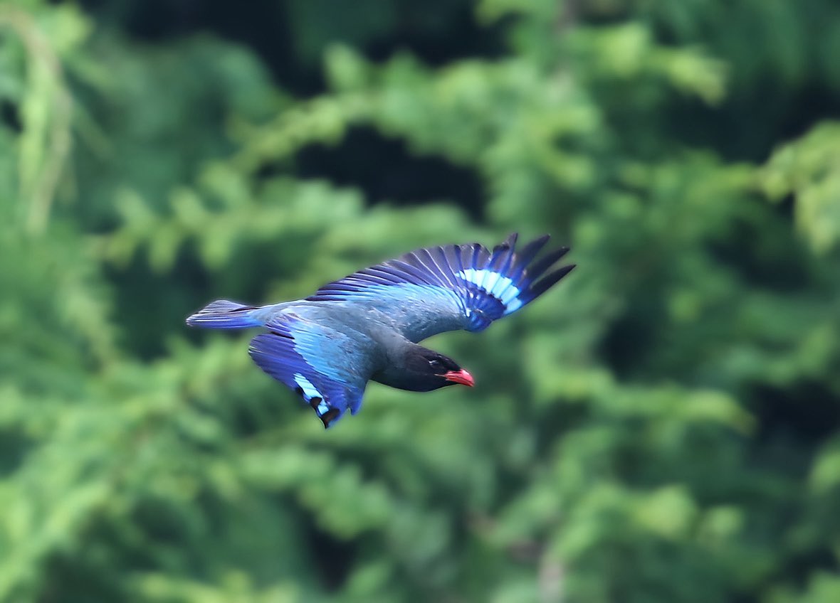 toribaka510's tweet image. 🦚🦜皆さん!おはようございます☀
昨日も沢山のいいね👍リポスト有難う御座いました🙏
本日もよろしくお願いします🙇♂️素敵な土曜日をお過ごし下さい。
【深緑🟢の中を飛翔するブッポウソウが美しい😍】
#ブッポウソウ
#wildbirdphotography