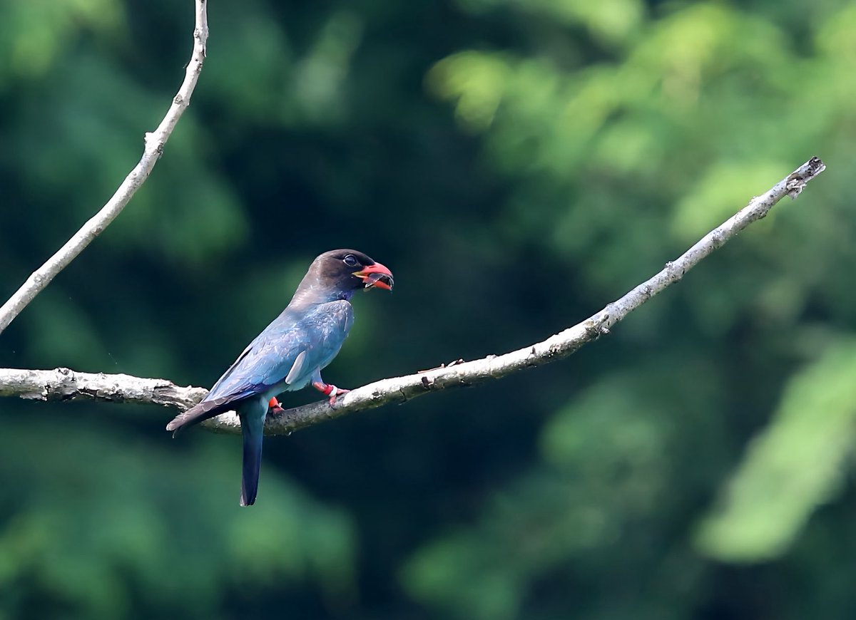 toribaka510's tweet image. 🦚🦜皆さん!おはようございます☀
昨日も沢山のいいね👍リポスト有難う御座いました🙏
本日もよろしくお願いします🙇♂️素敵な土曜日をお過ごし下さい。
【深緑🟢の中を飛翔するブッポウソウが美しい😍】
#ブッポウソウ
#wildbirdphotography