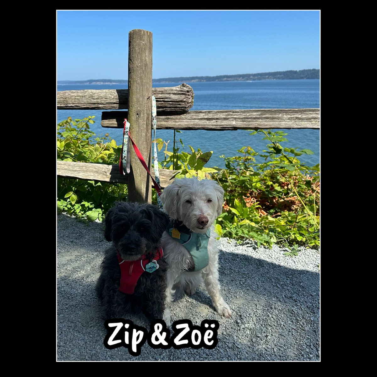 WhidbeyGypsy's tweet image. 🚙🍕Zee Girl Adventure
We went with Mom to meet friends for pizza!
Mitzi & Lottie…Mom can’t help talking to all dogs & 📷!
#BestViewEver
#SeaBreeze
#FetaPestoArtichoke 🍕
#PizzaBoneBites
Have fun weekending & doing things you love with those you love!
❤️Zip&Zoë
