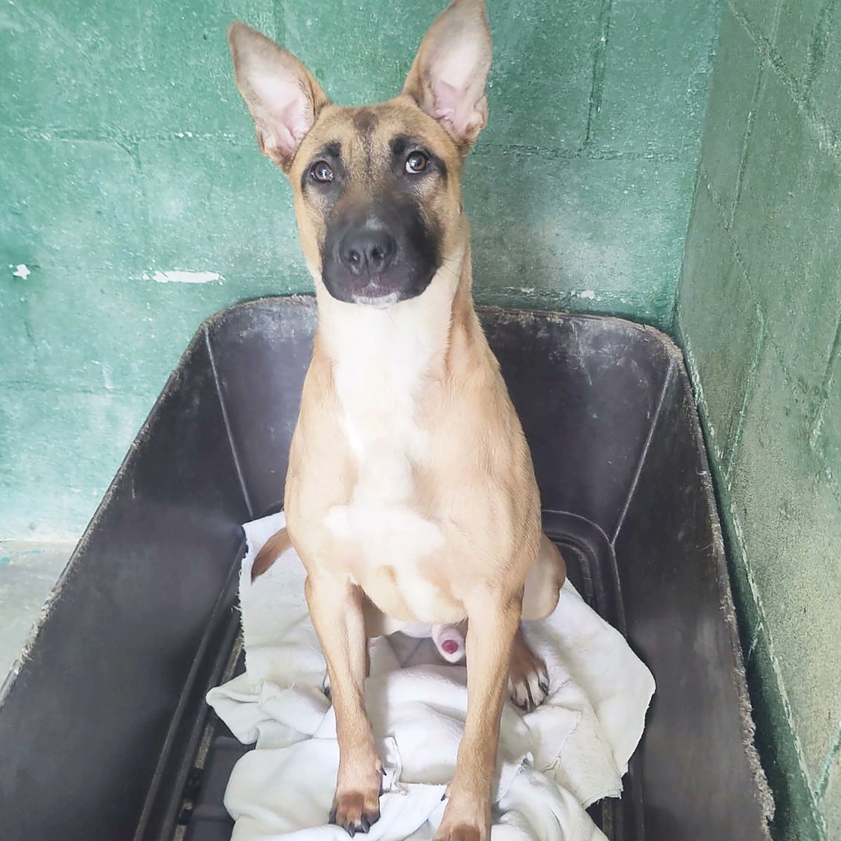 En Giovanni és un cadellot preciós d’1 any i mig, ple d’energia i ganes de viure. No volem que creixi en una gàbia ni que la seva alegria s’apagui… Vols ser tu qui li ensenyi el món? 🐶 Refugi Cal Pilé (Mataró): protectoramataro.org/es/contacto/