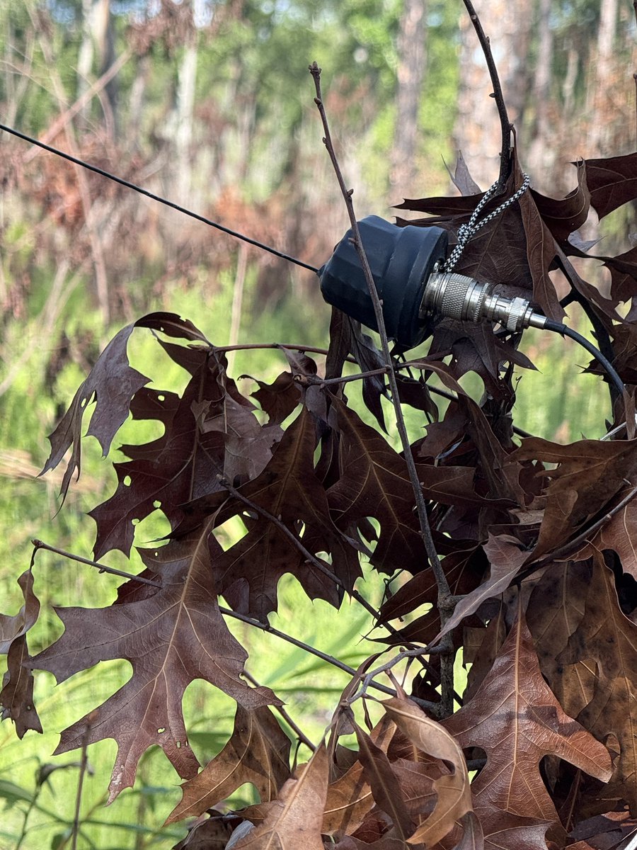 I am pleased with the performance of 40m this morning. I had enough room to put the KO4FSZ antenna way up in the trees. A short tree and a not-so-short tree (not shown), and I made my QRP activation in 20 minutes.