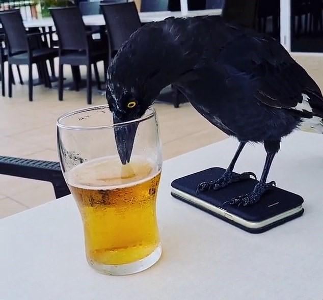 sinurpf's tweet image. My crow brew.