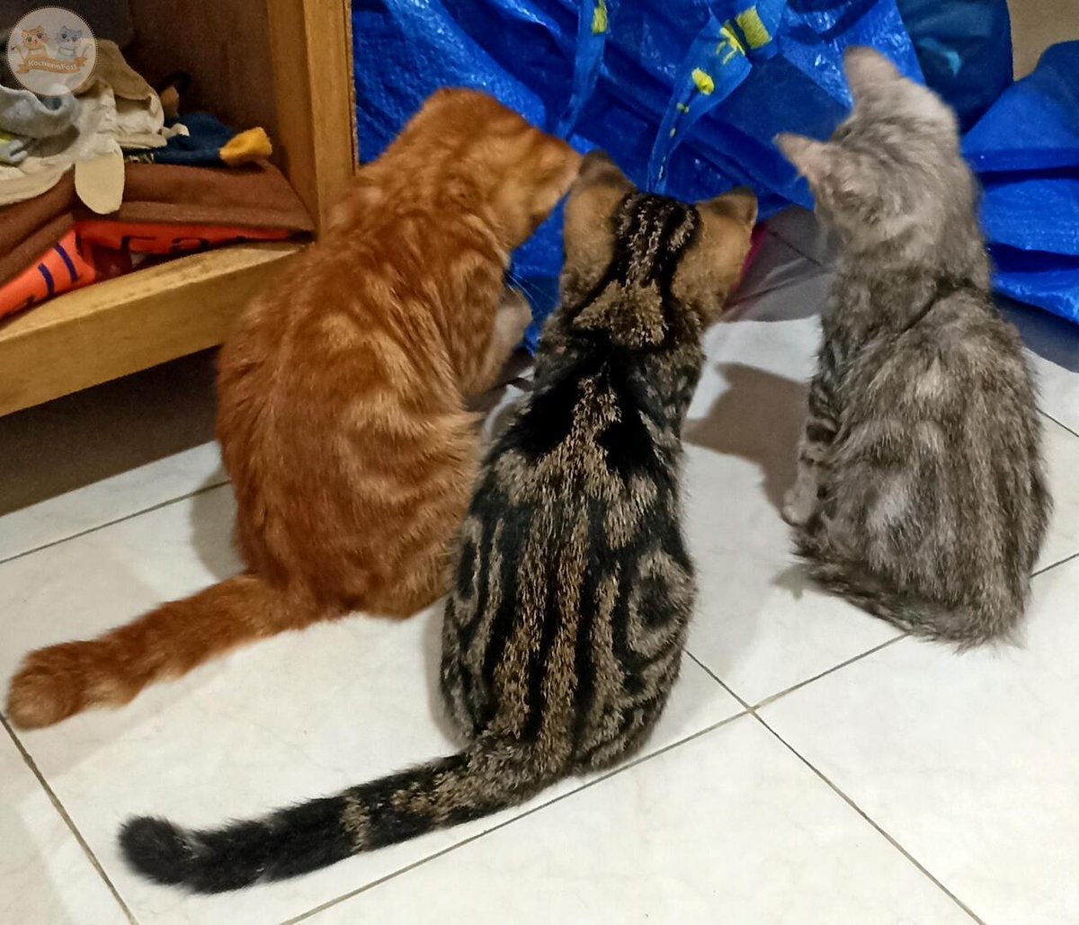 Kcg! Kira2 mereka bertiga sedang berdiskusi apa ya? Apakah merencanakan tindakan kriminil pencurian krimitrit? 🫣