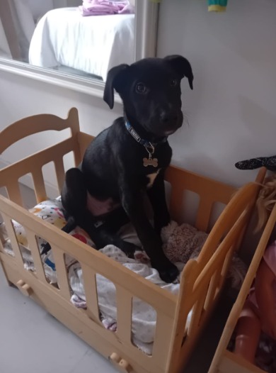 NOS DEVUELVEN UN CACHORRO DE GALGO NECESITO CASA DE TRANSITO URGENTE
el 17/6 delfina se comprometío a adoptar a bubba y no devolverlo, darle una buena vida y responsabilizarse de él
Hoy a menos de un mes de haberlo recibido, lo devuelve
escribime si podes recibirlo
CABA Y GBA