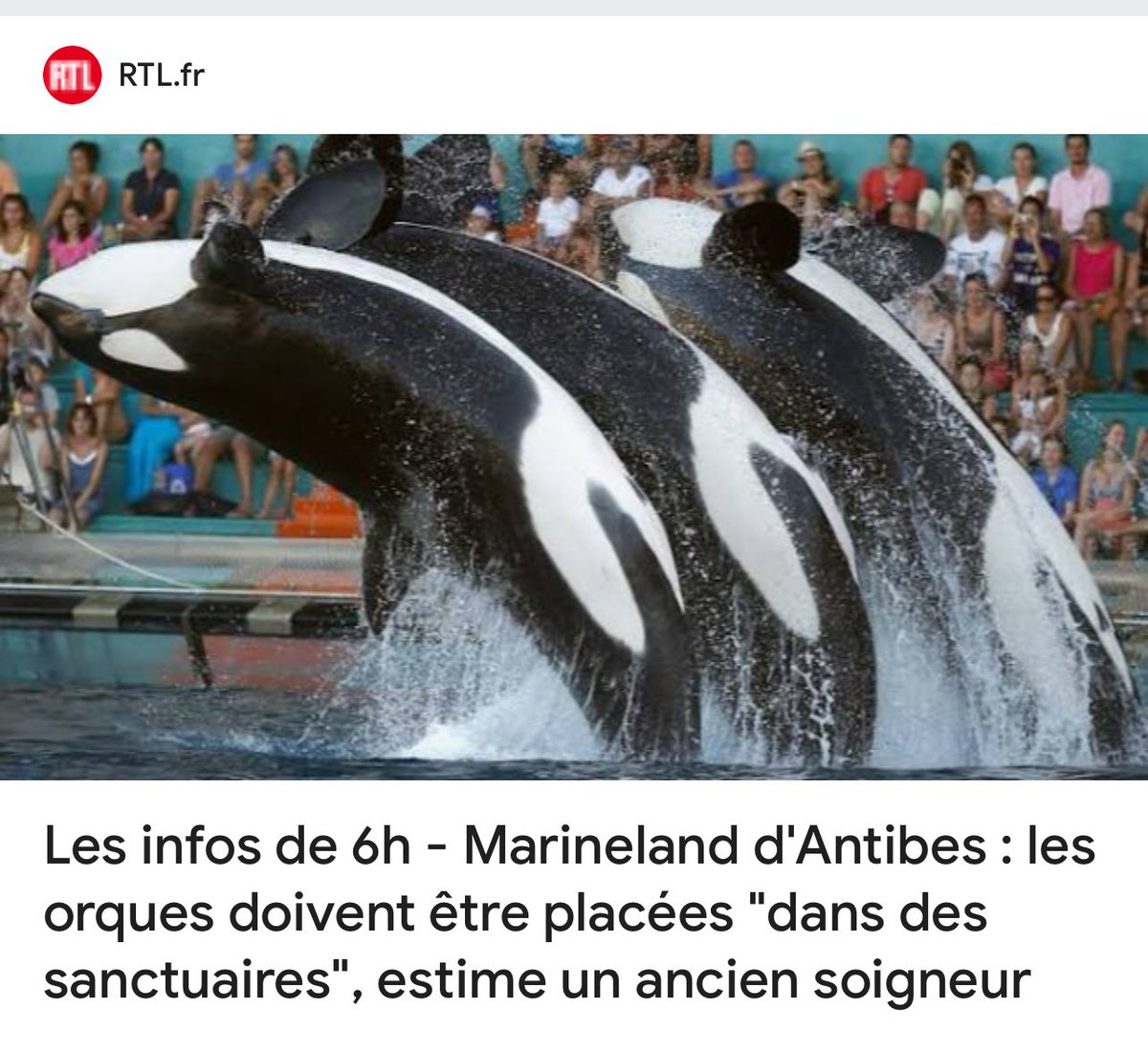 ANAISBOUTON's tweet image. Donnez à ces orques un sanctuaire. Respectez le vivant. Écoutez leur soigneur sur @RTLFrance .. @AgnesRunacher @HerveBerville @Min_MPEB