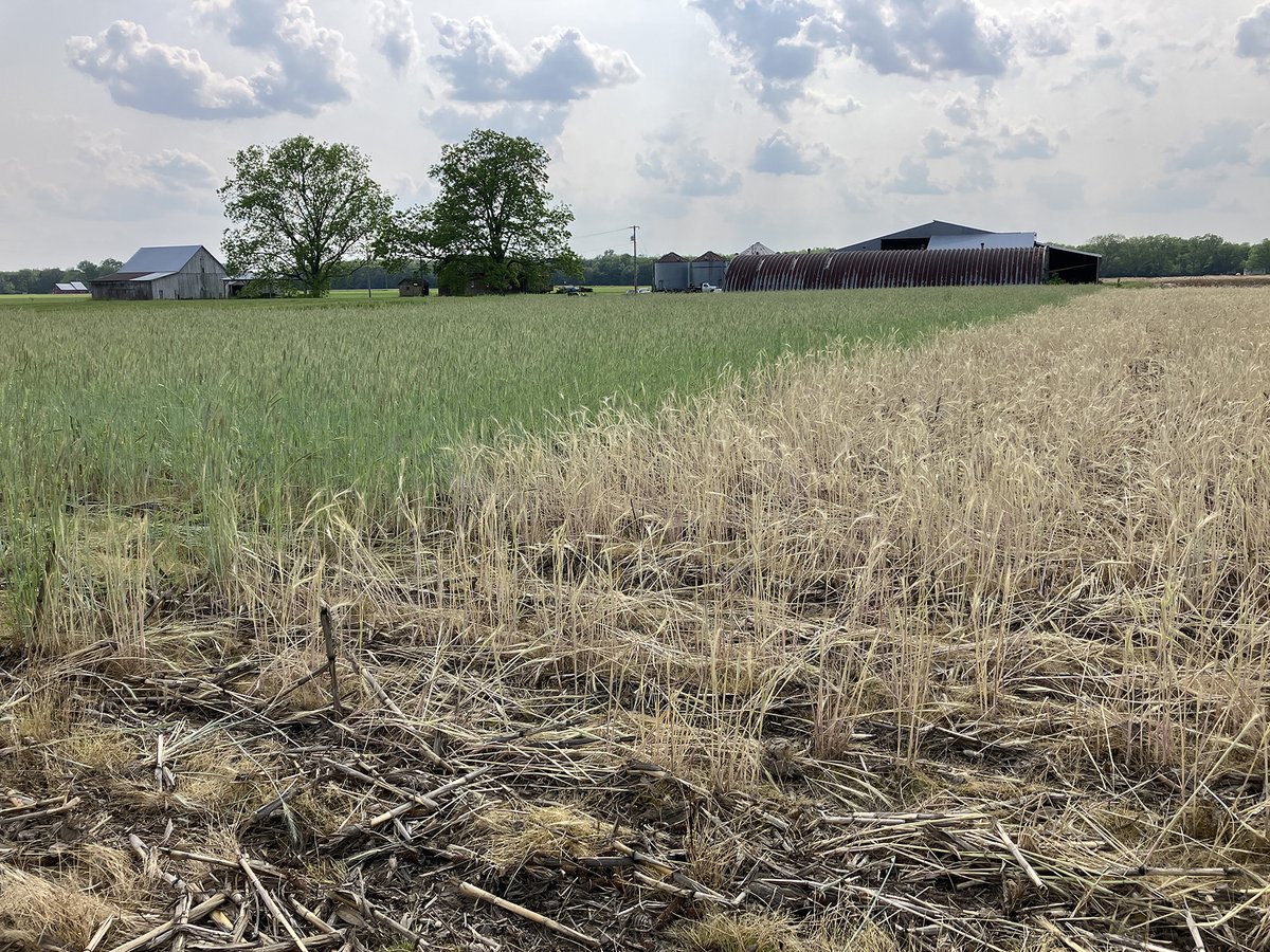 SoyResearchInfo's tweet image. An @ILSoybean project refines planting dates and seeding rates for cover crops at sites from northern to southern Illinois, since location may impact when and how much to plant. Researchers saw no signs of soybean yield drag from the cover crop. #USSoy bit.ly/3Sk1nuj