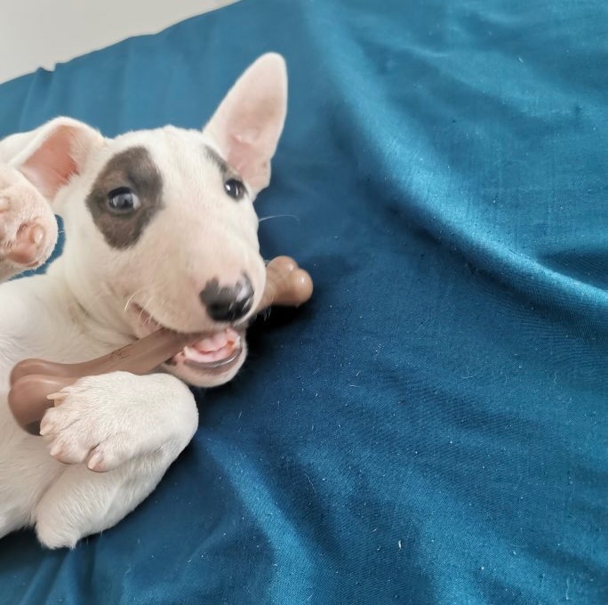 Matriculaso's tweet image. My dog as a baby // My dog now