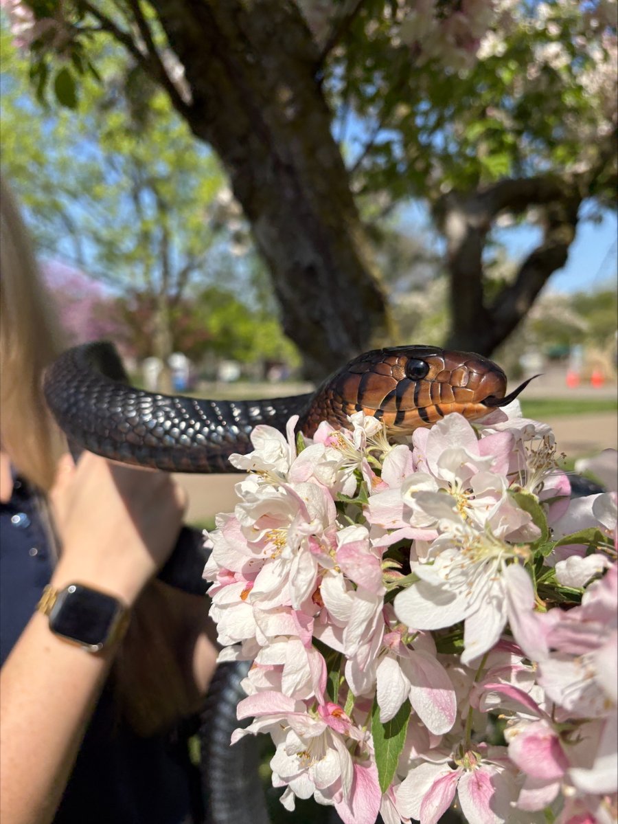 buffalozoo's tweet image. During National Zookeeper Week, we’re spotlighting a Buffalo Zoo keeper team each day! Today, we feature our Herpetology Team! 🐍

The herps team, whose home base is our Amphibian &amp;amp; Reptile Center, enthusiastically works with all things slimy, scaly and spectacular at the Zoo!