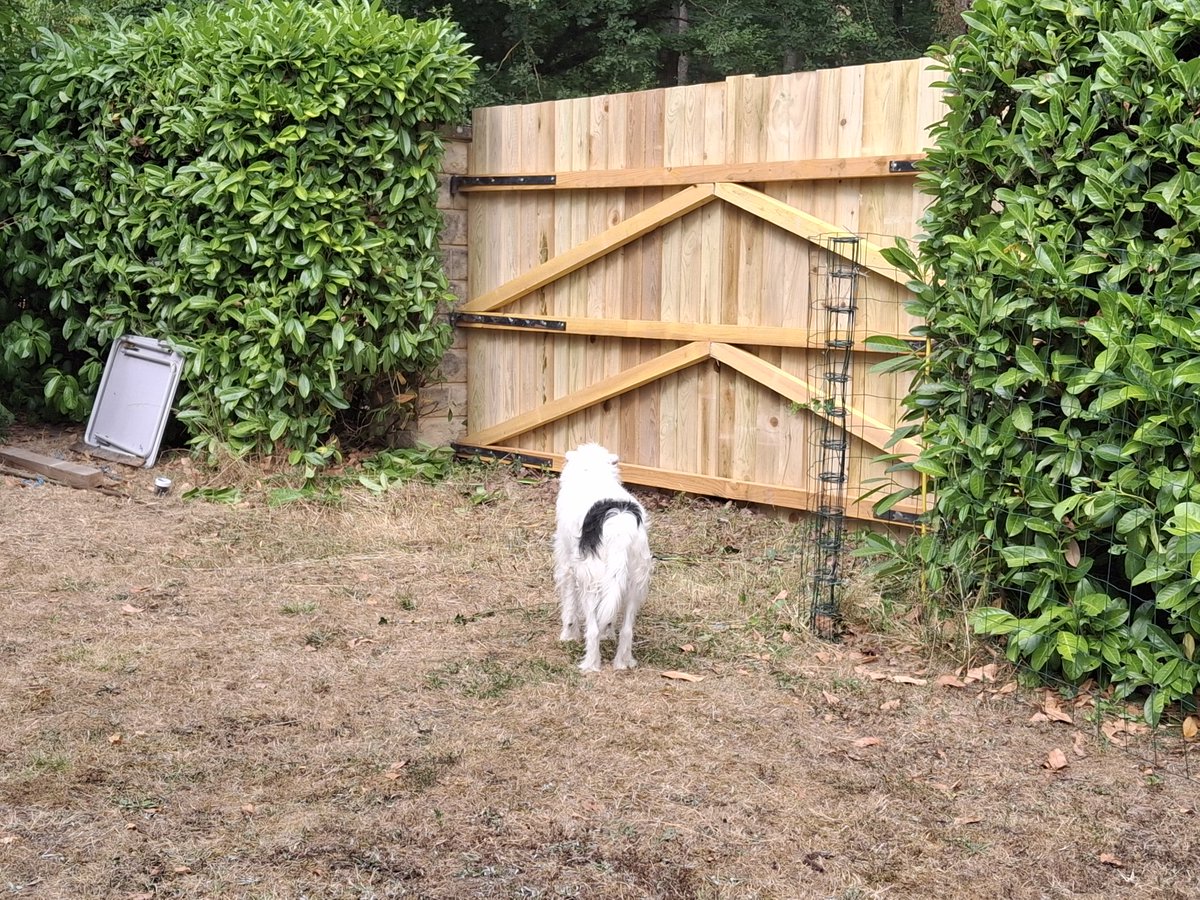 What these enormous new gates mummy? To stop me jumping out you say? 😤😤😤