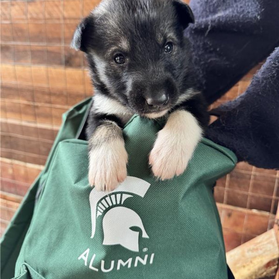 Spartans are taking Norway by storm! 💚 From a perfect photo op at the Flåm rail station to making furry friends at a dogsled kennel in Tromsø 🐾, our alumni are turning every stop on the Spartan Pathways tour into a new adventure. Go Green around the globe!