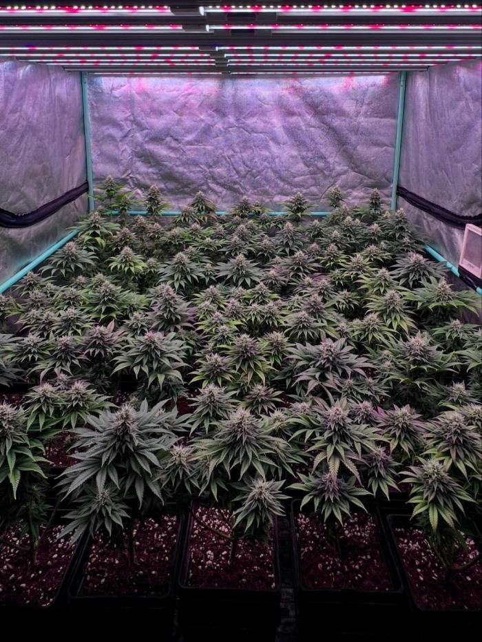 Moon Walker Kush in a SOG. 3L pot size. 
📸: Leonweed10
#moonwalkerkush #spliffseeds