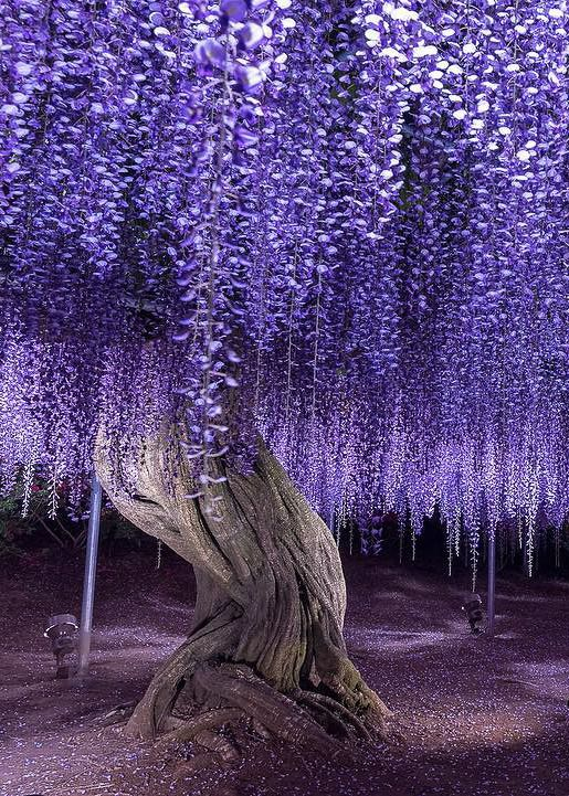 Beyond a natural lifespan, the massive #wisteria tree had thrived for generations. Lovers danced under its blooms; children played in fallen petals.

The tree was content. While the village stood, it would protect them with magic stored in every cell of its heartwood.

#vss365