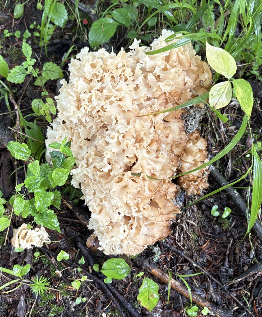 ArkansasTurf's tweet image. While visiting Japan, I saw this mushroom that was the size of my head...someone thought it was the "cauliflower mushroom" (Sparassis spp.). #FFRF #friskyfairyringfriday