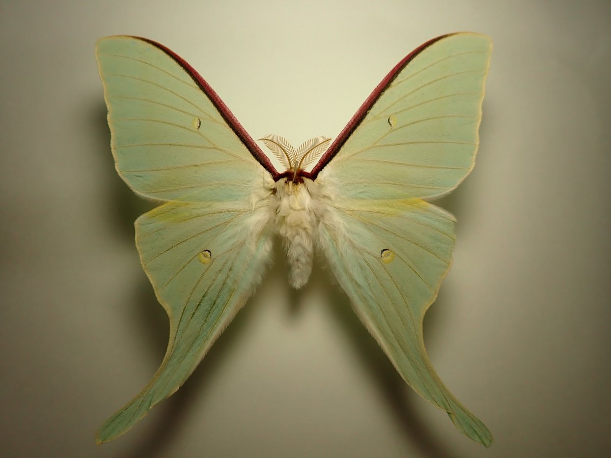 Sazamoth's tweet image. オオミズアオ
Actias aliena
春型の非常に美しい個体。
もう油が出てきちゃってて悲しい…