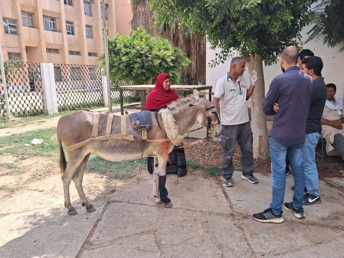 safehaven4donks's tweet image. As well as treating animals & providing advice to the donkey handlers in the El Saf brick kilns in Egypt, our team also provides training for local vets on equine welfare. Thank you for helping us build a brighter future for the donkeys of Egypt, Israel, the West Bank & Gaza!