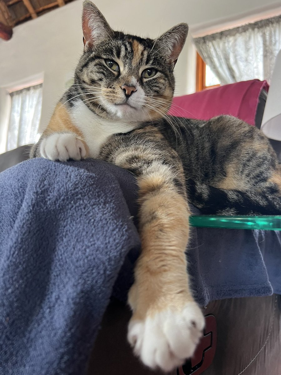 tygerpoo's tweet image. ICandi dreams of having a boyfriend….( 💍 ) ….*sigh*…..#fridayvibes #cats #CatsOnX