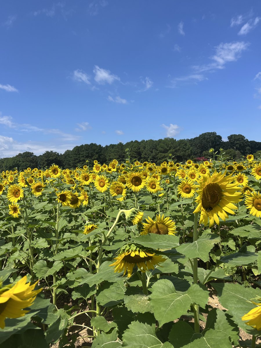 plantbasedvibes's tweet image. dix park, raleigh, nc 
#plantbasedvibes