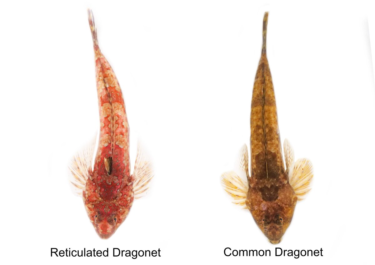 JackPerksPhoto's tweet image. Recently photographed two of the dragonet species we have in the UK these are both females which are tricky to tell apart without counting dorsal rays and feeling the gills for spines but the males of these fish are very distinct and have amazing breeding colours.